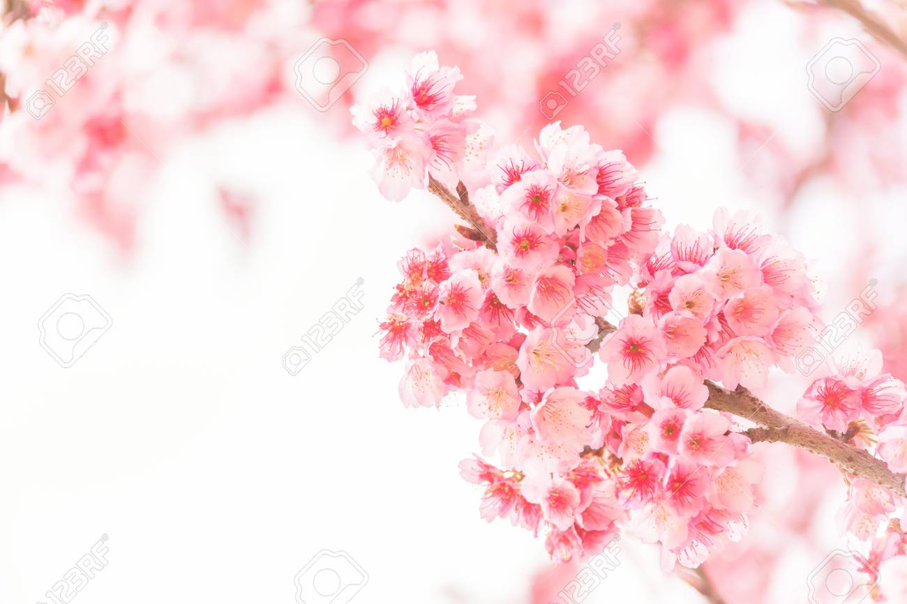 Sakura branch: what is, how to do massage, features of the procedure 68 Sakura branch: what is, how to do massage, features of the procedure 79