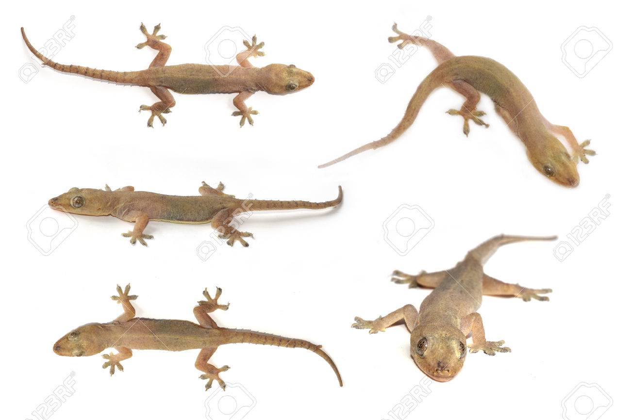 house gecko or half-toed gecko or house lizard isolate on white house gecko or half-toed gecko or house lizard isolate on white