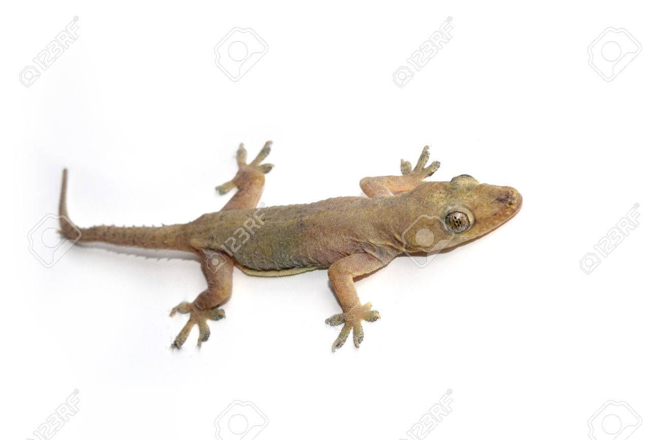 house gecko or half-toed gecko or house lizard isolate on white house gecko or half-toed gecko or house lizard isolate on white