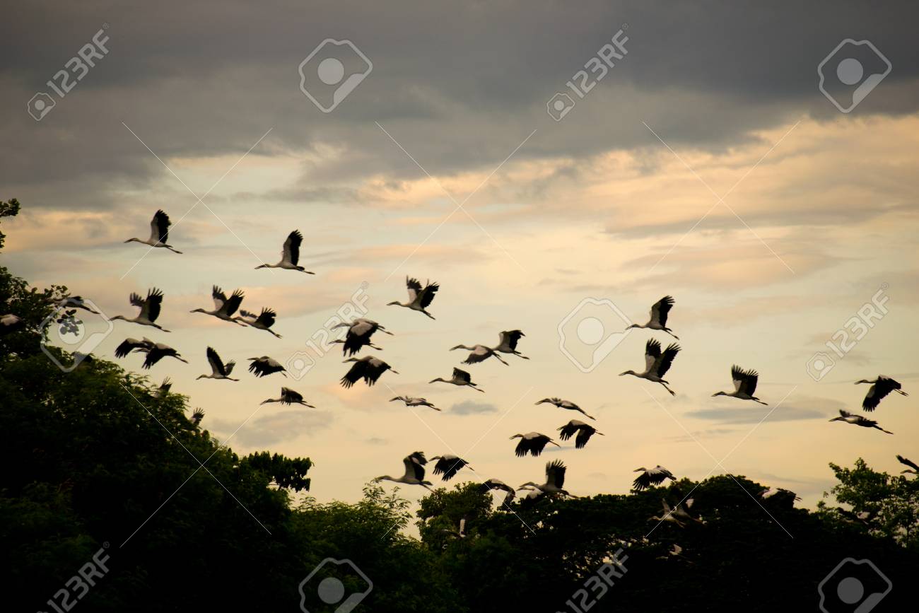 オープン請求コウノトリを見たり 夜の時間を飛んでシロスキハシコウ鳥グループ の写真素材 画像素材 Image