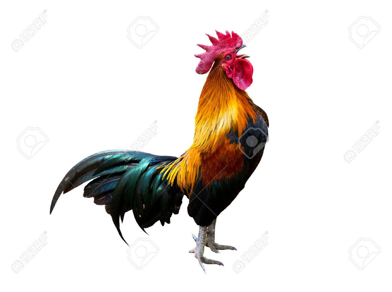 le coq s
