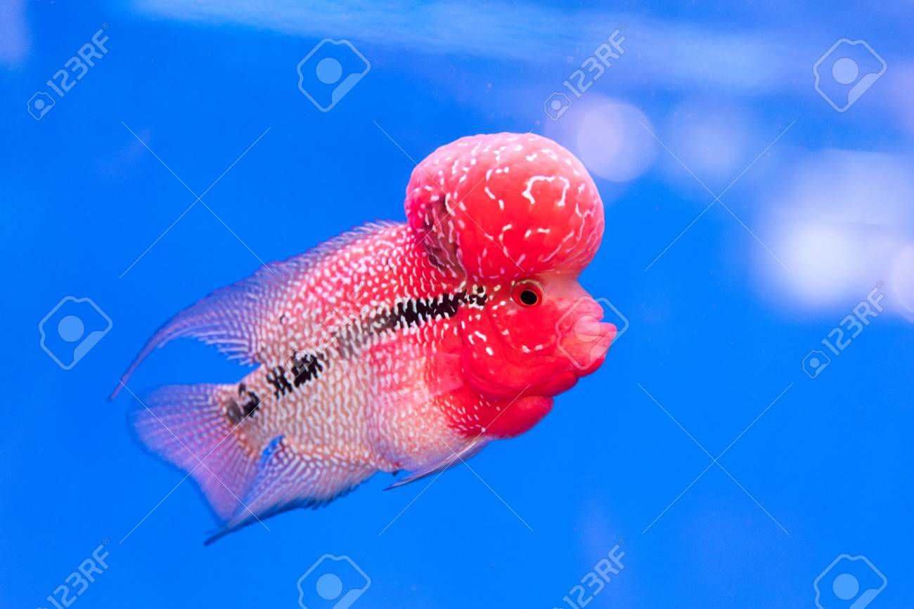 pink fish tank