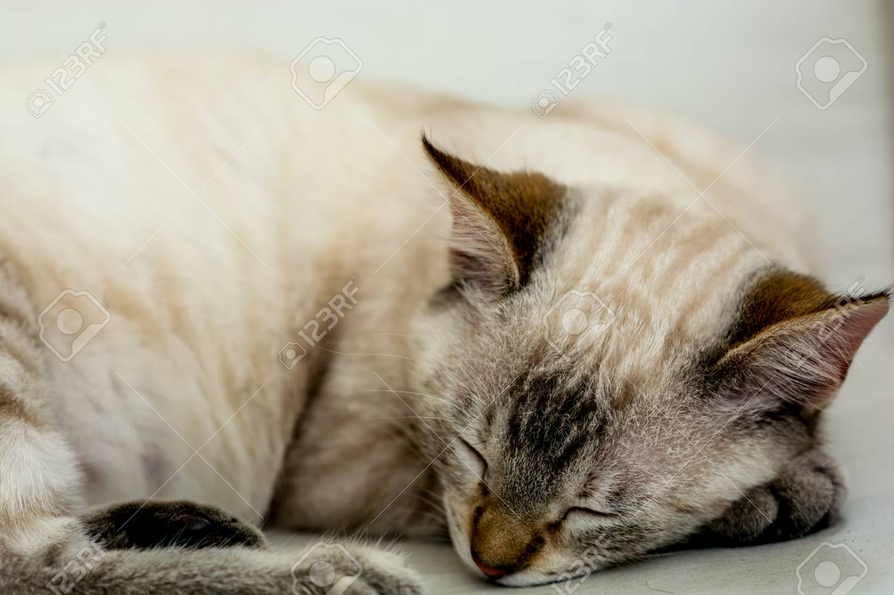 chatte douce HD