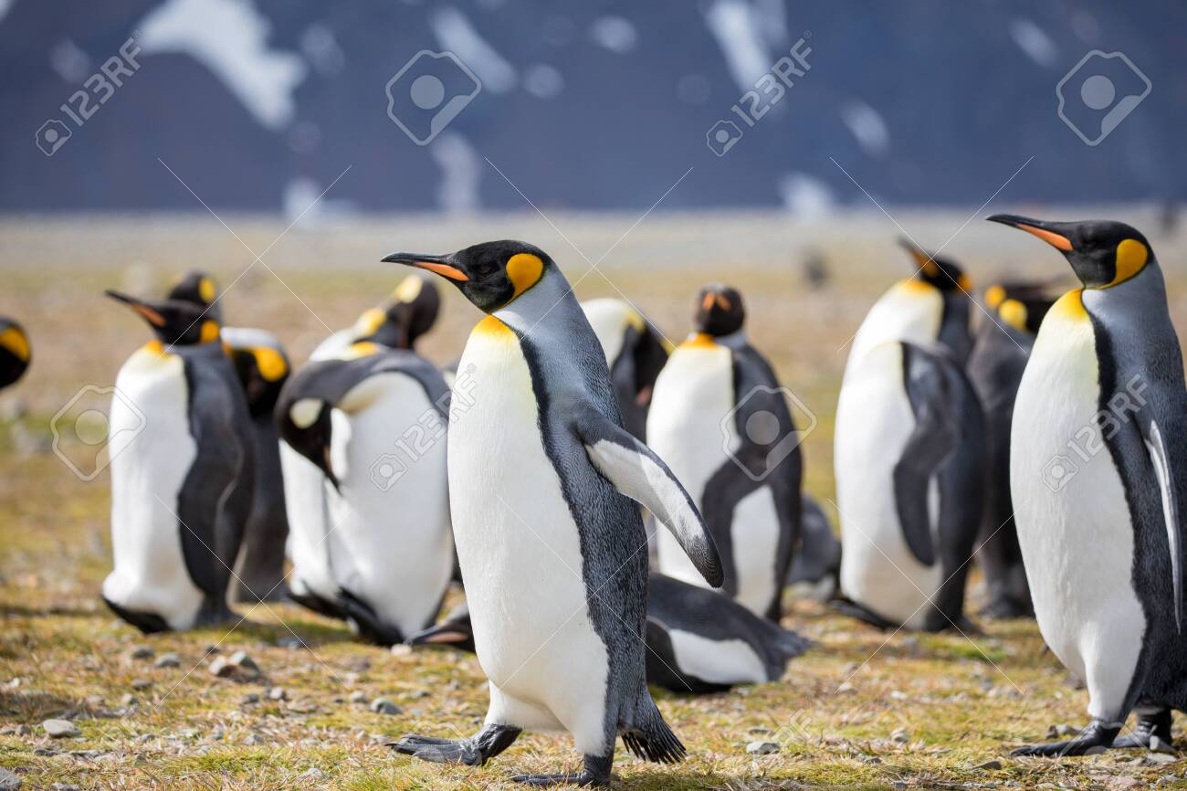 Some Penguins In The Arctic Walking Around On The North Pole And Looking  For The Young Baby's Фотография, картинки, изображения и сток-фотография  без роялти. Image 118933157