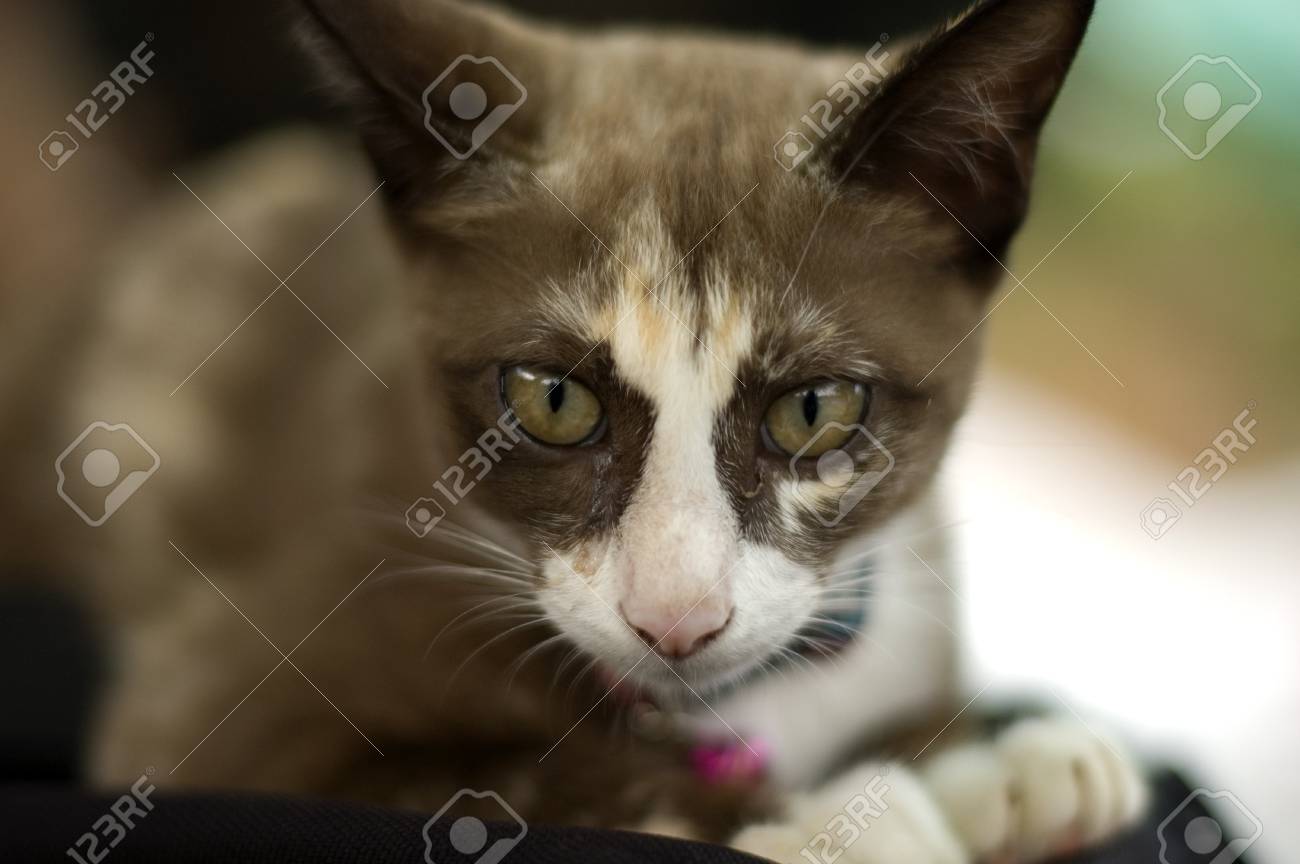 etiam-dictum-ipsum-a-felis