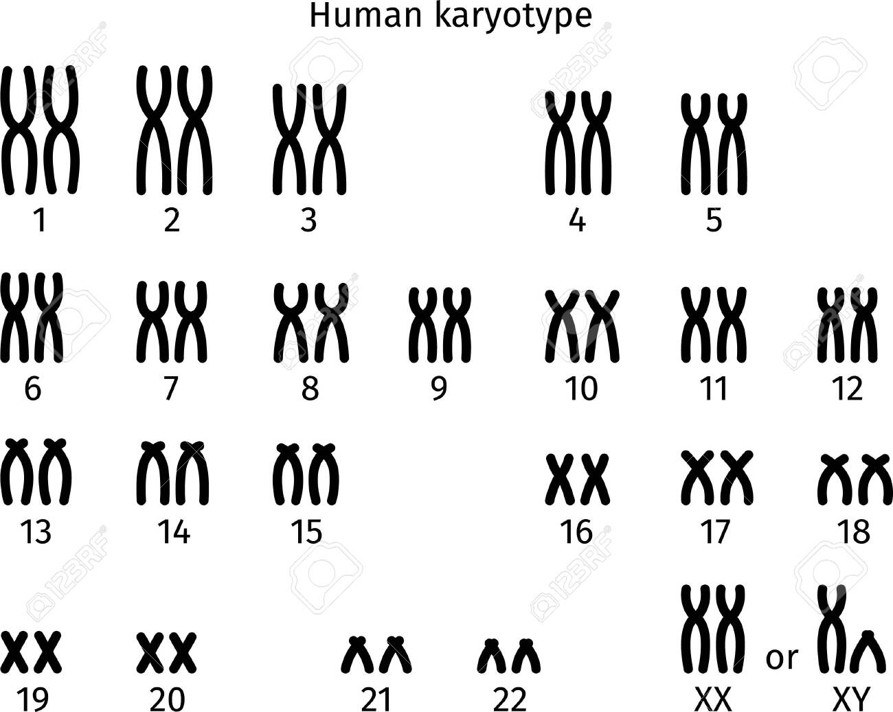Scheme Of Normal Karyotype Of Human Somatic Cell 46XX And 46XY Royalty Free  SVG, Cliparts, Vectors, and Stock Illustration. Image 146545143., image size:1300x1037
