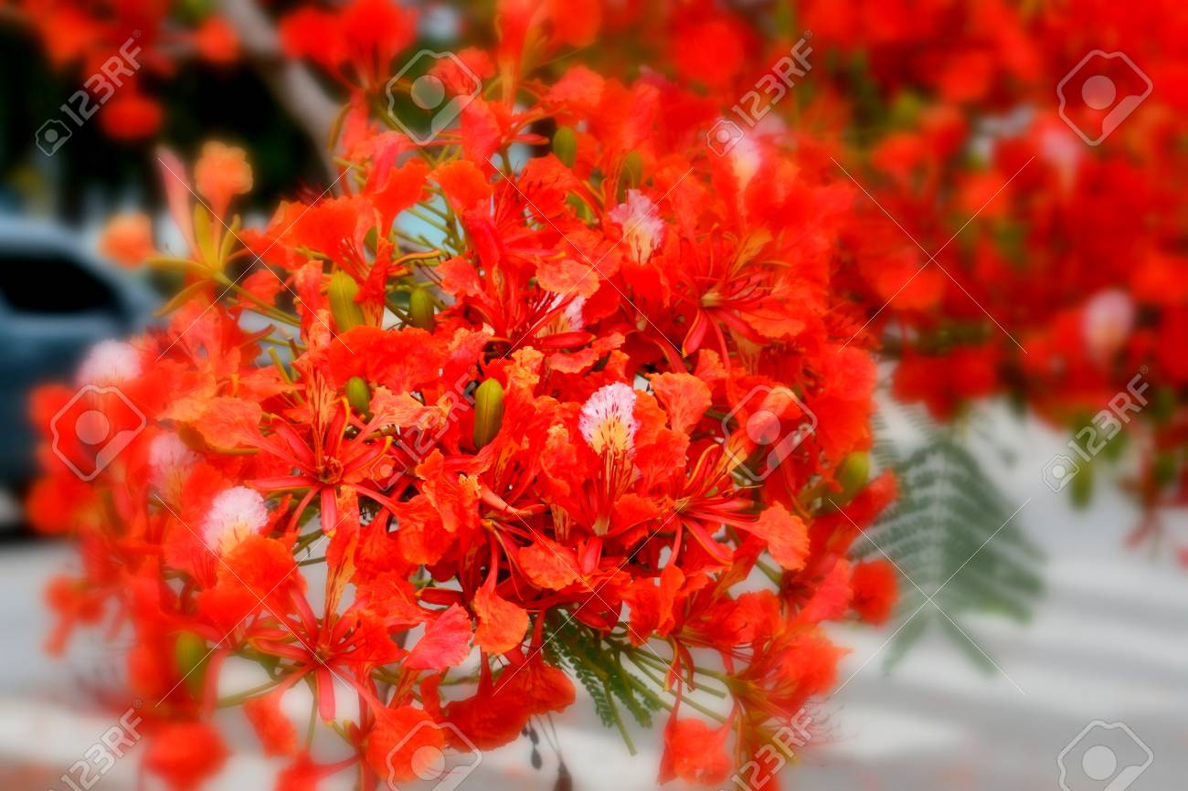 花の燃えるような赤い炎の木花の花束 の写真素材 画像素材 Image