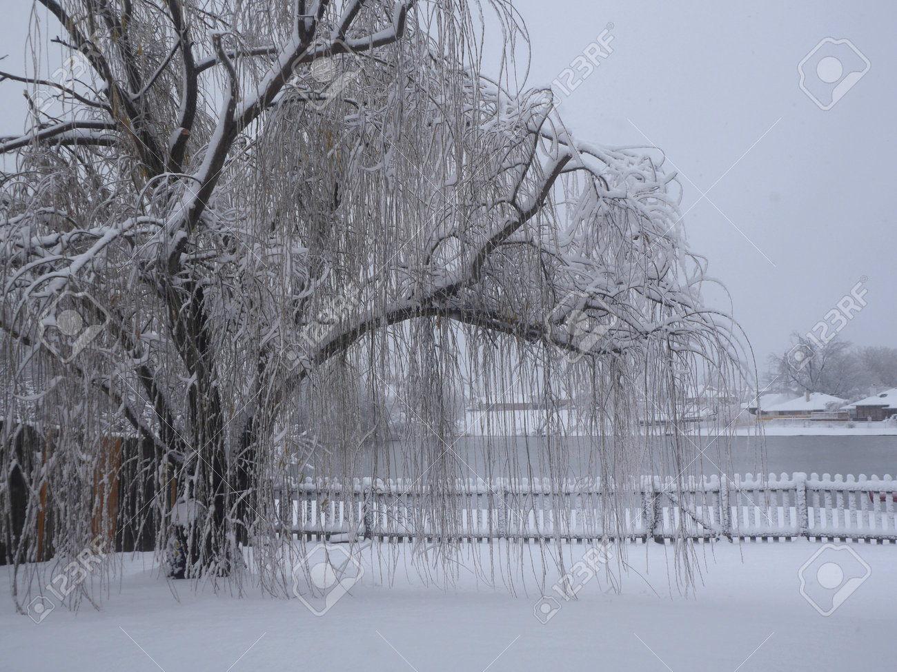 Willow Tree Covered With Icicles And Snow By The Pond On A Winter Day Stock  Photo, Picture and Royalty Free Image. Image 197842038., image size:1300x975