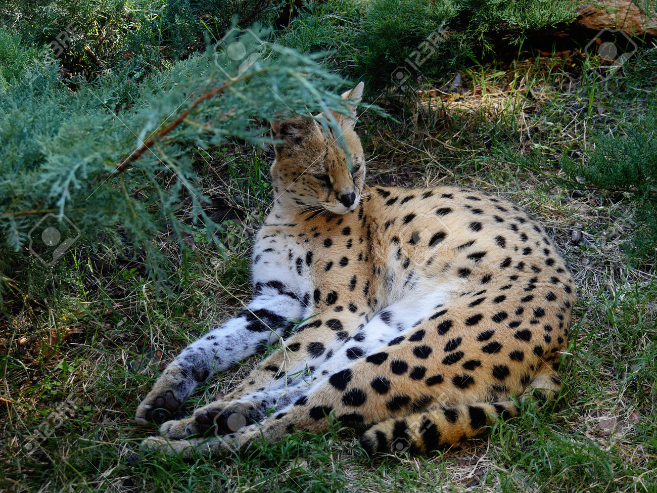 etiam-dictum-ipsum-a-felis