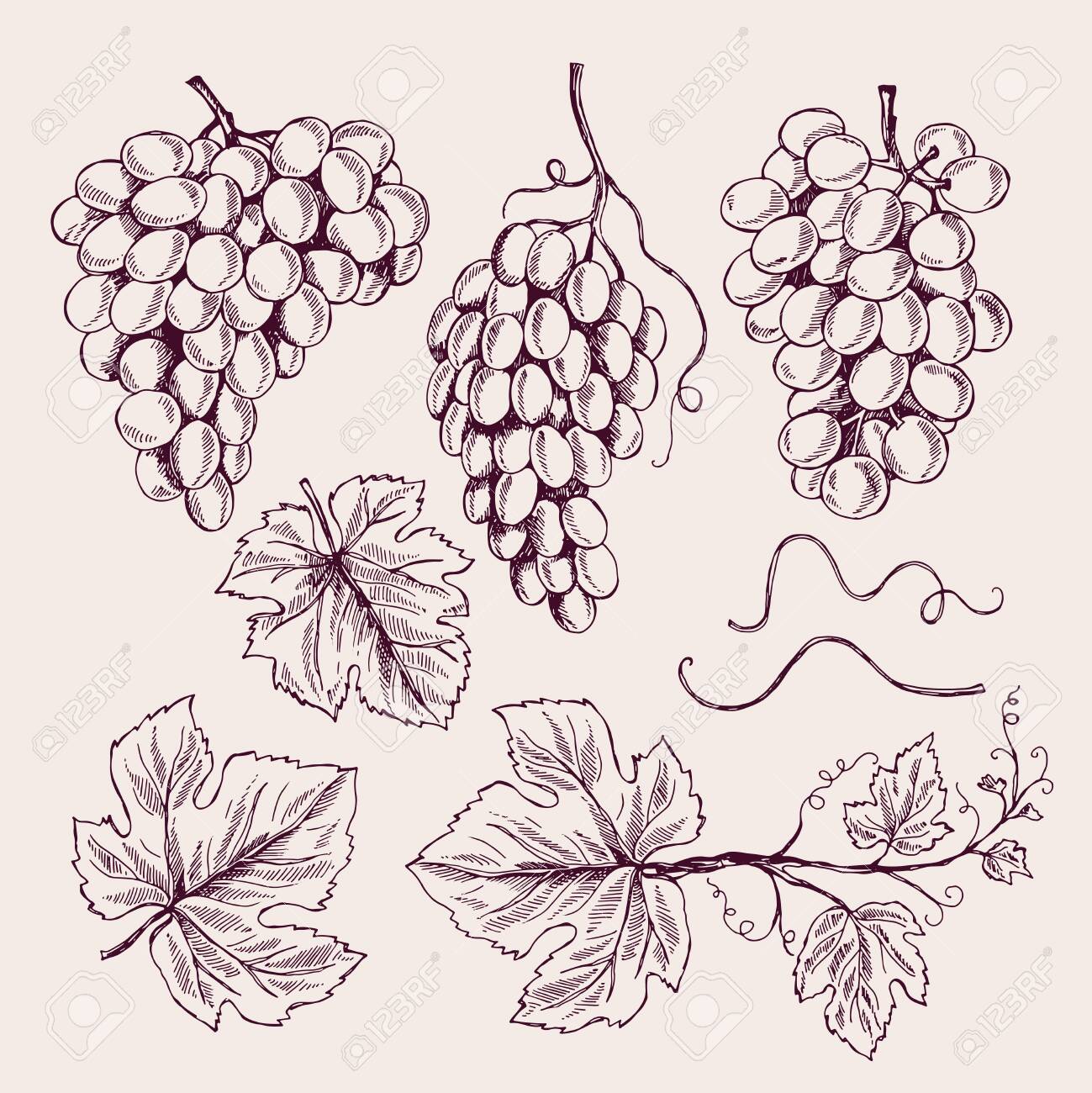 Grape Hand Drawn Vine Leaves And Branch Tendrils Vintage Vineyard Royalty Free Cliparts Vectors And Stock Illustration Image 127870006