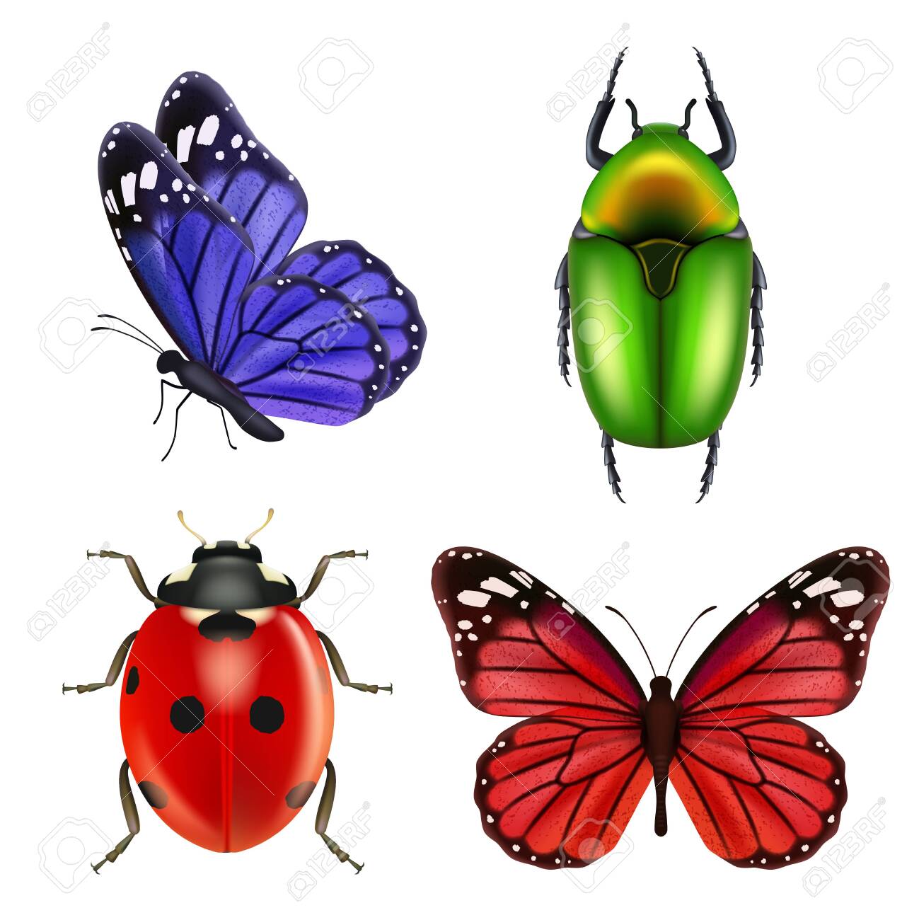 Insects Clipart Realistic