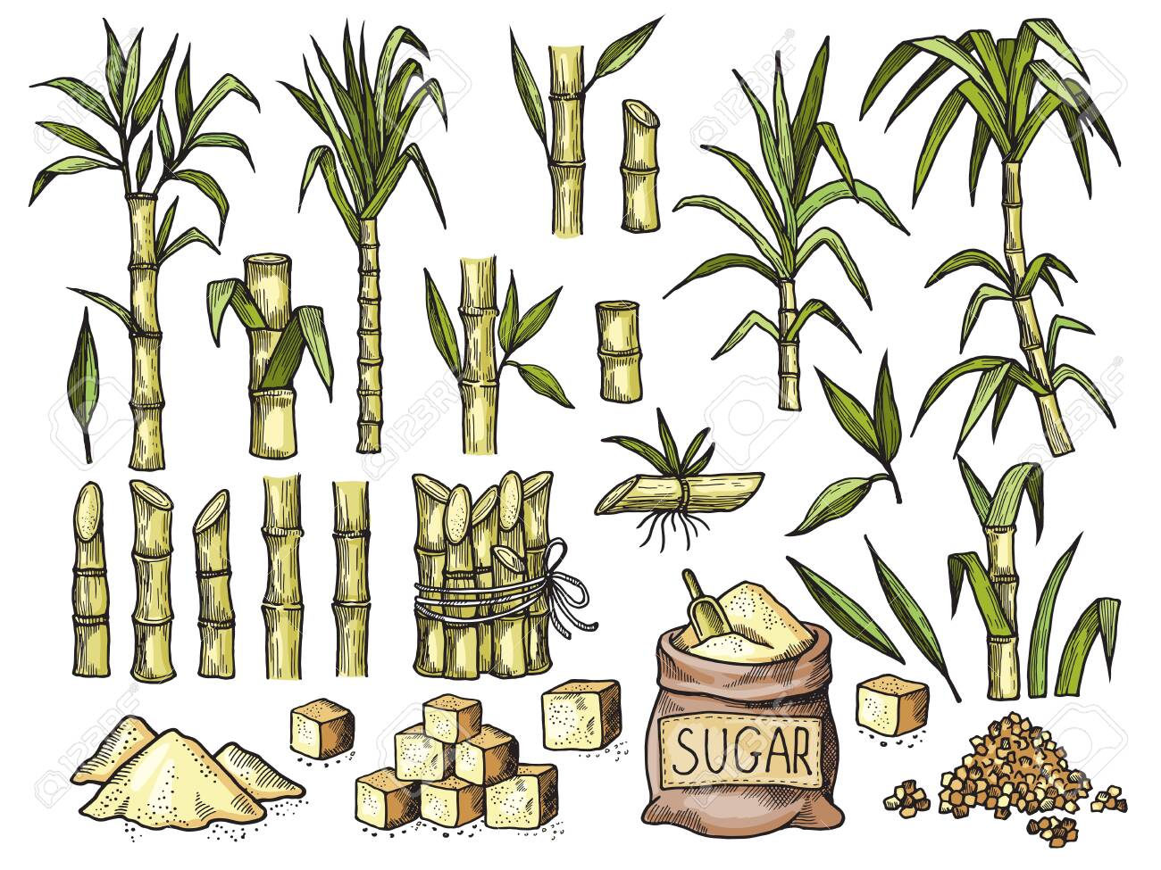 Sugar Cane. Beverage Engraving Food Agriculture Sugar Production Vector  Colored Hand Drawn Illustrations. Sugarcane Eco, Growing Botanical Stalk  Drawing Royalty Free SVG, Cliparts, Vectors, and Stock Illustration. Image  134950191., image size:1300x975