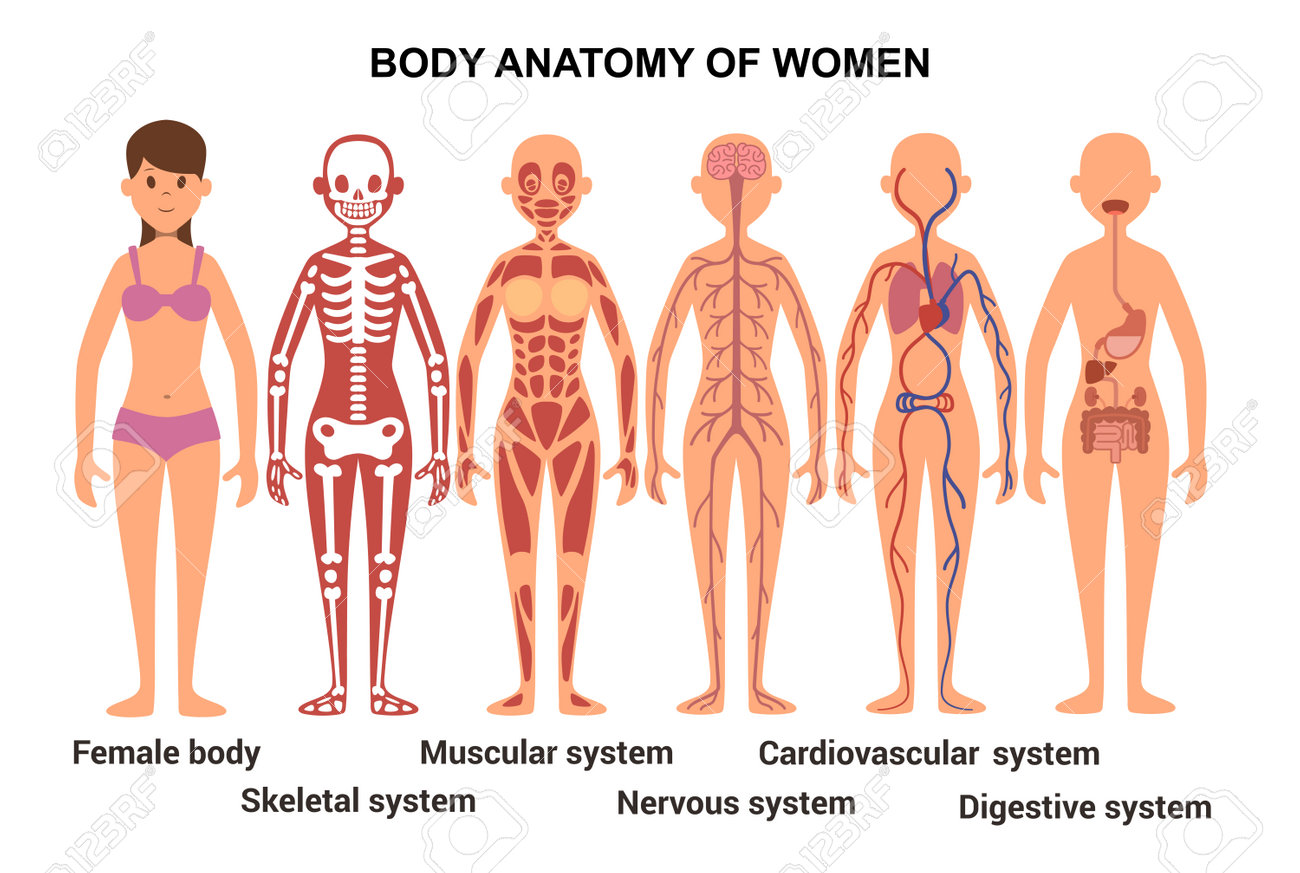 Anatomy Of The Female Body. Skeletal And Muscular System, Nervous And  Circulatory System, Human Digestive System. Vector Illustration Royalty  Free SVG, Cliparts, Vectors, and Stock Illustration. Image 166034234., image size:1300x873