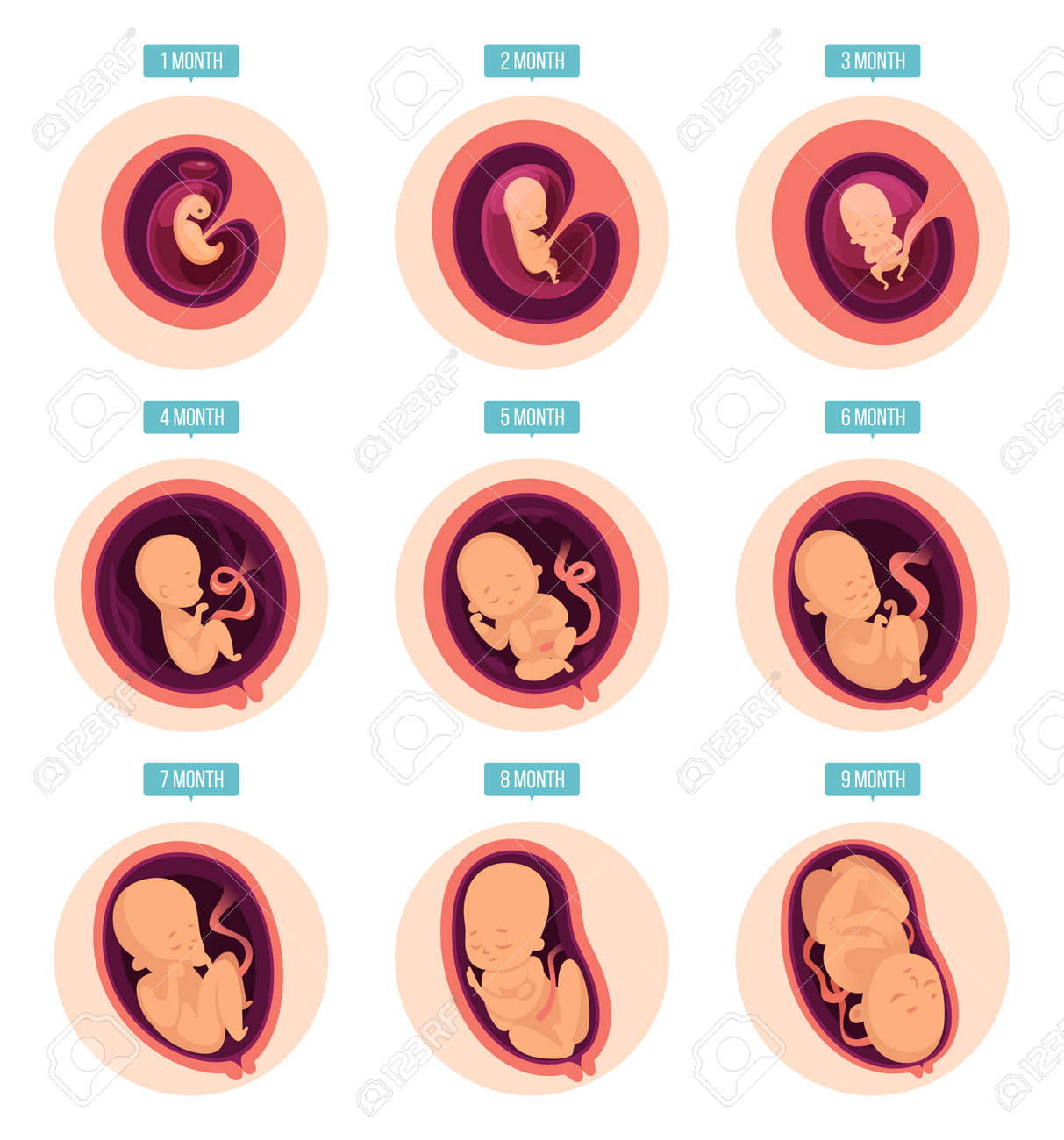 Estágios de gravidez. estágios de crescimento humano desenvolvimento de embriões estágios de fertilidade de óvulos fotos de infográficos vetoriais. ilustração de gravidez de embriões, estágio de crescimento de medicamentos - 168203355 Estágios de gravidez. estágios de crescimento humano desenvolvimento de embriões estágios de fertilidade de óvulos fotos de infográficos vetoriais. ilustração de gravidez de embriões, estágio de crescimento de medicamentos - 168203355