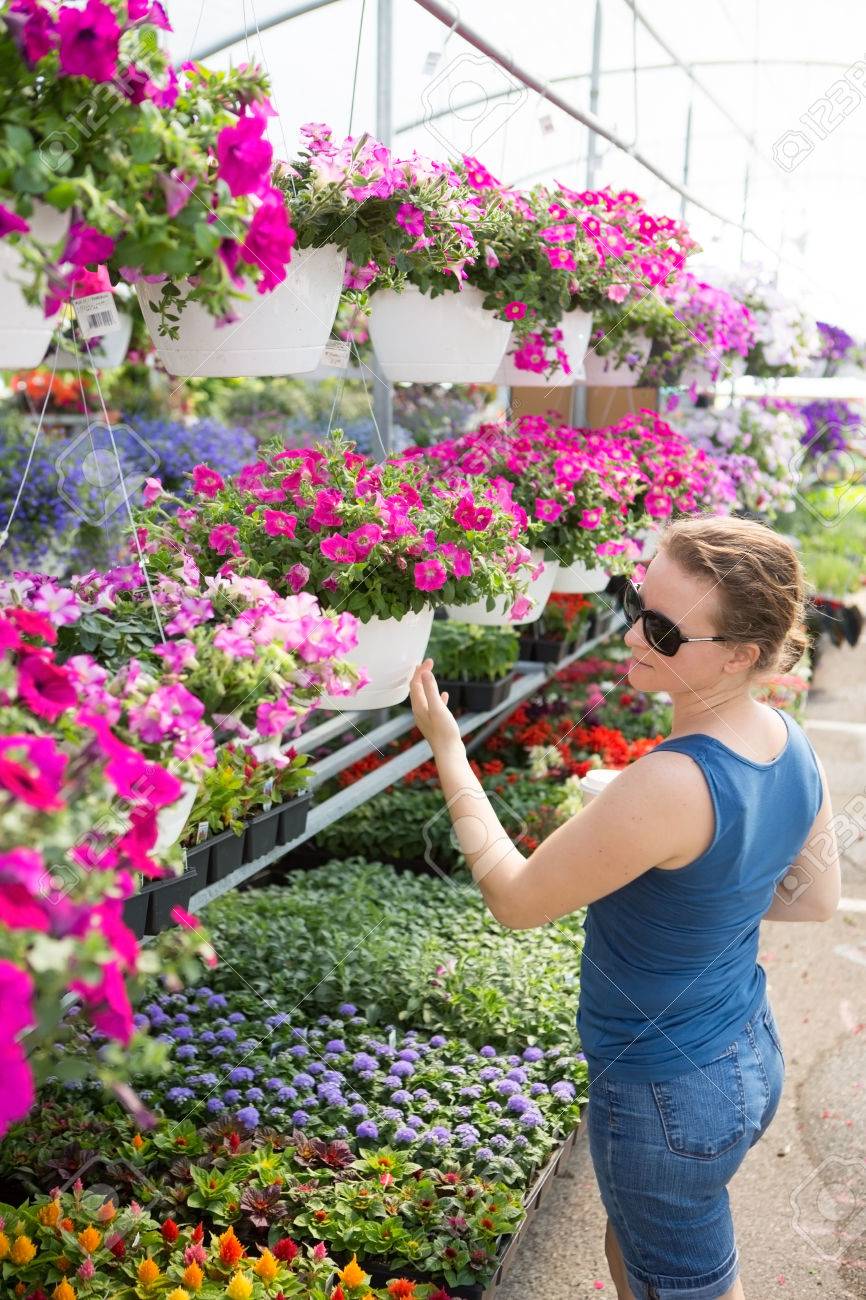 彼女は春に彼女の家を美化するために植物を選択するより小さい開花植物の品揃え上ピンク ペチュニアの鉢植えの棚を見て苗を選択するトレンディな女性 の写真素材 画像素材 Image