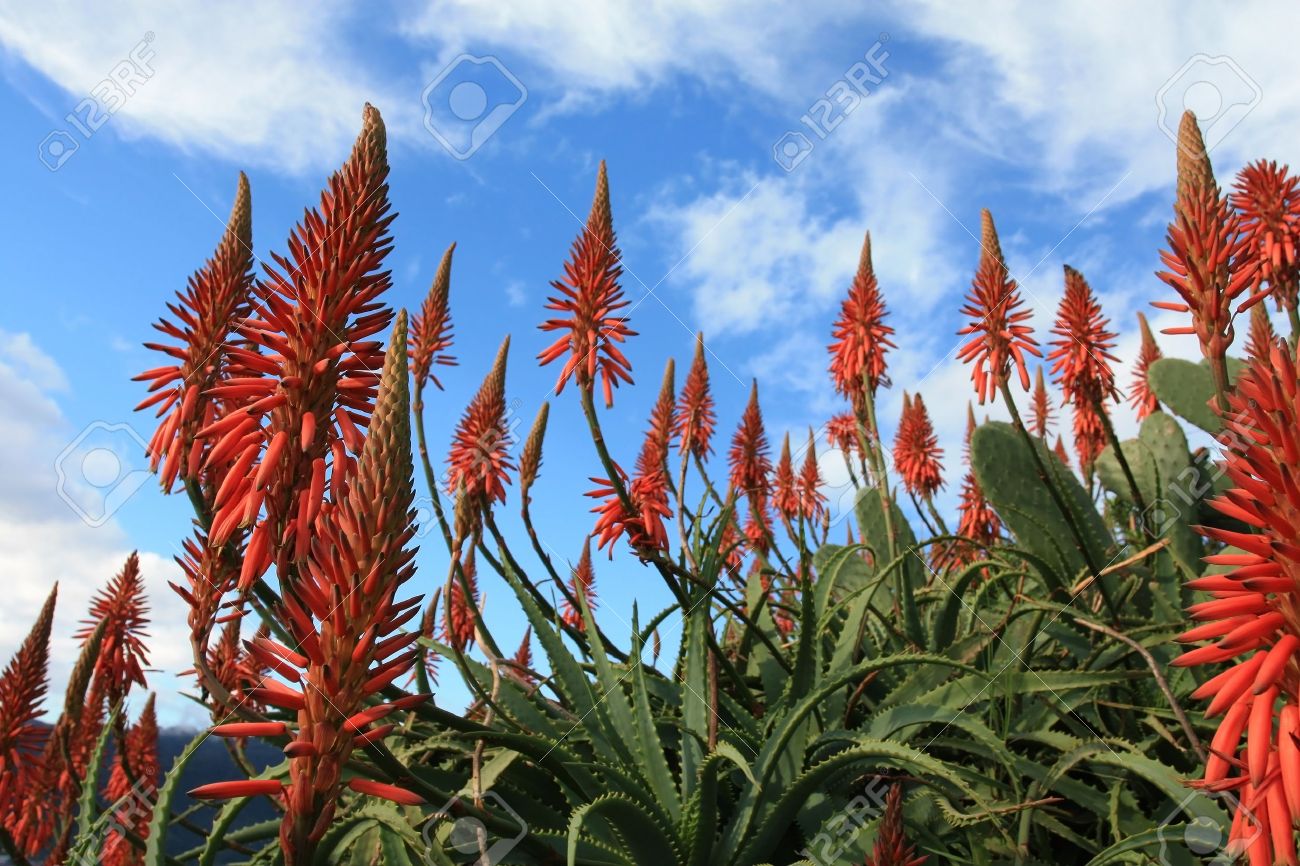 Fleurs Rouge Aloe Vera Avec Le Ciel Bleu Et Les Nuages En Arrière Plan