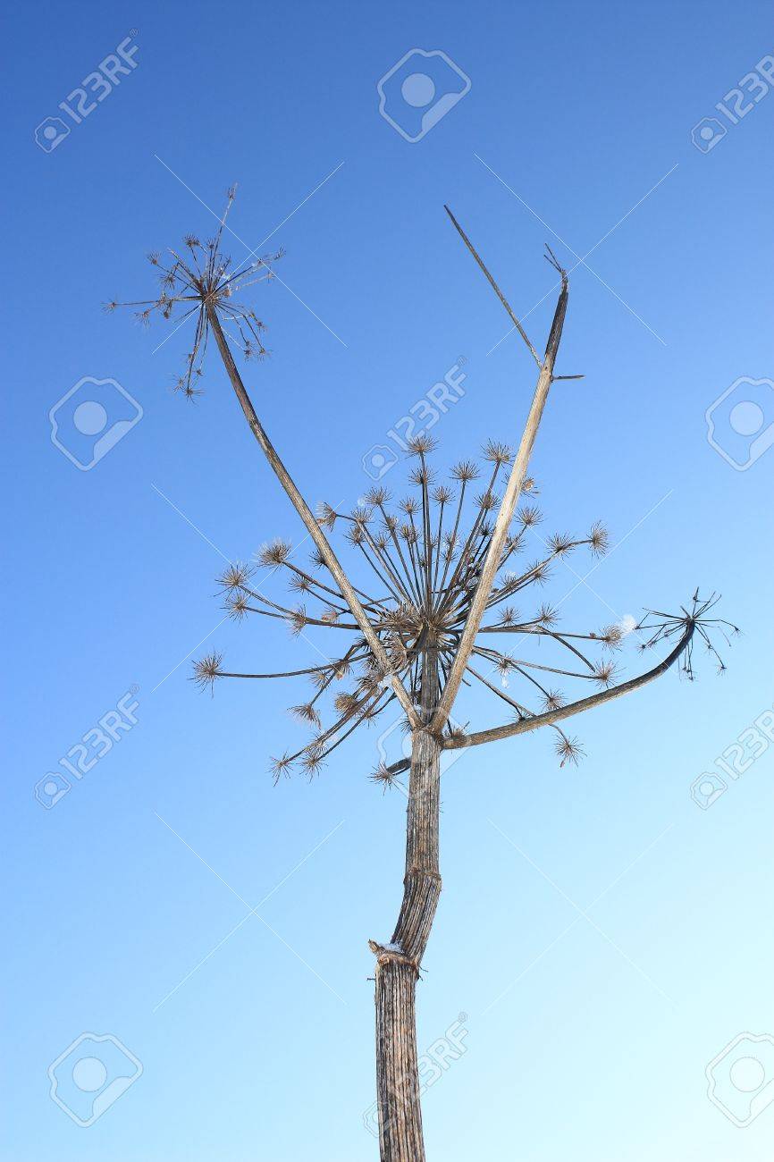 垂直ドライフラワーに灰色青い空を背景 の写真素材 画像素材 Image 垂直ドライフラワーに灰色青い空を背景 の写真素材 画像素材 Image