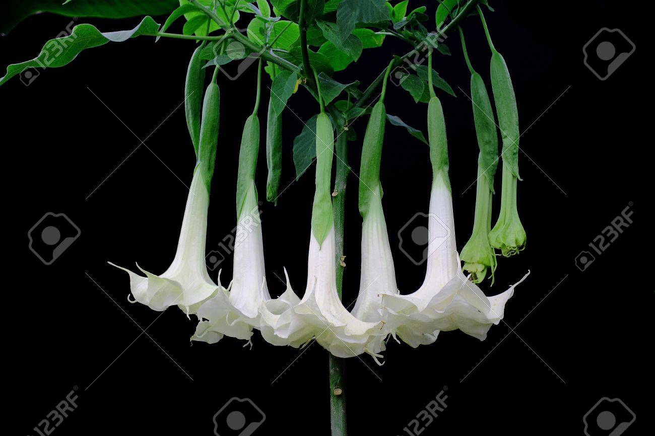 キダチチョウセンアサガオ属 Creamsickle 天使のトランペット 黒の背景に分離された幻覚剤として使用される熱帯の低木とも呼ばれます の写真素材 画像素材 Image