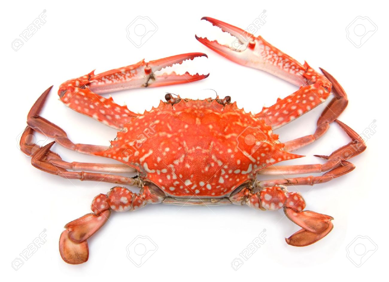 red crab etsy