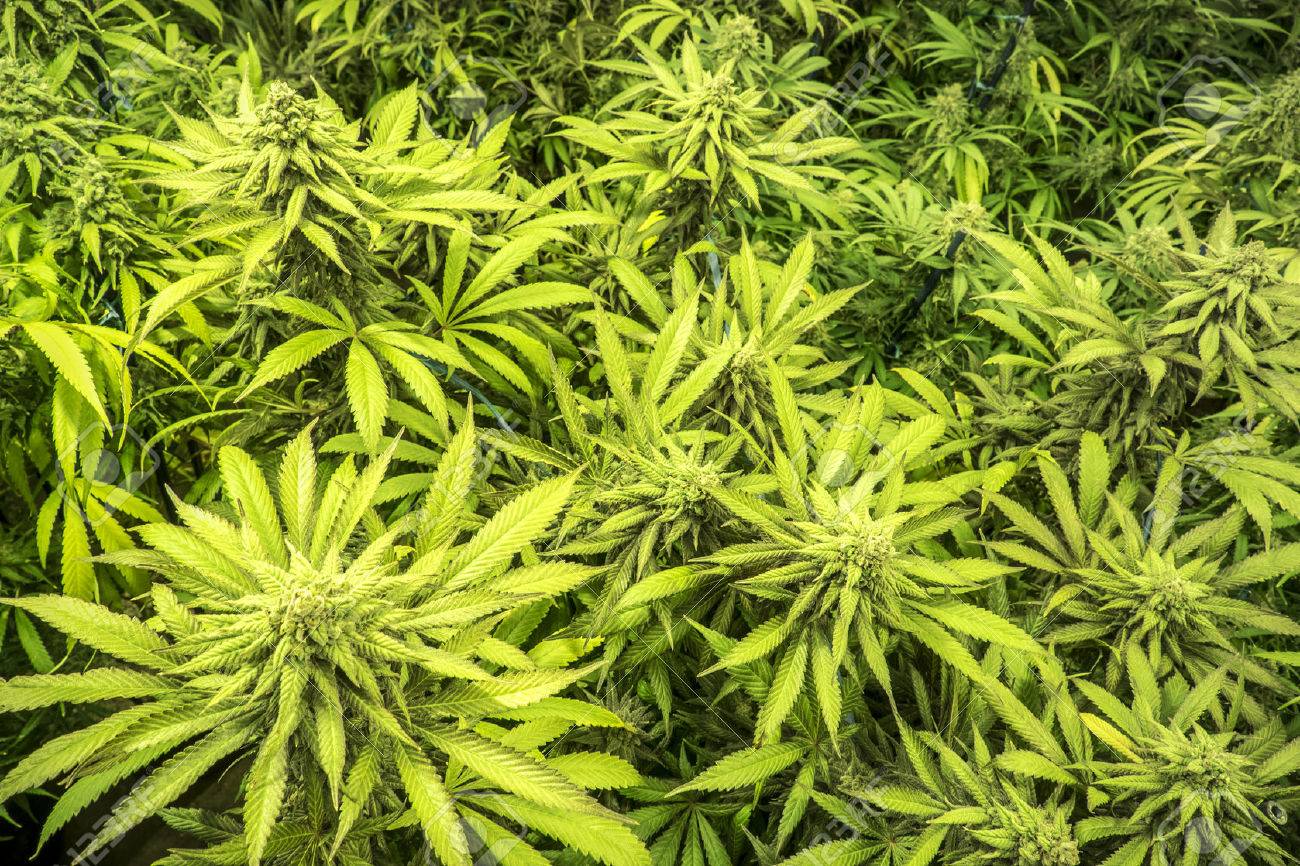 Baldachin Von Marijuana Indoor Garten Reifen Pflanzen Mit Knospen ... Baldachin Von Marijuana Indoor Garten Reifen Pflanzen Mit Knospen ...