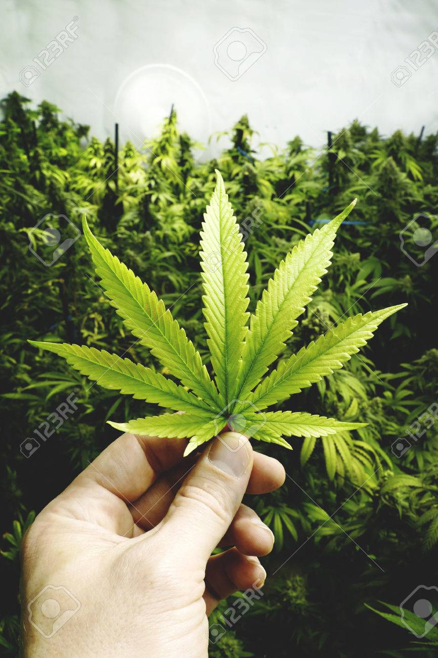 Main Tenant Feuille De Marijuana Par Les Plantes De Cannabis ... Main Tenant Feuille De Marijuana Par Les Plantes De Cannabis ...