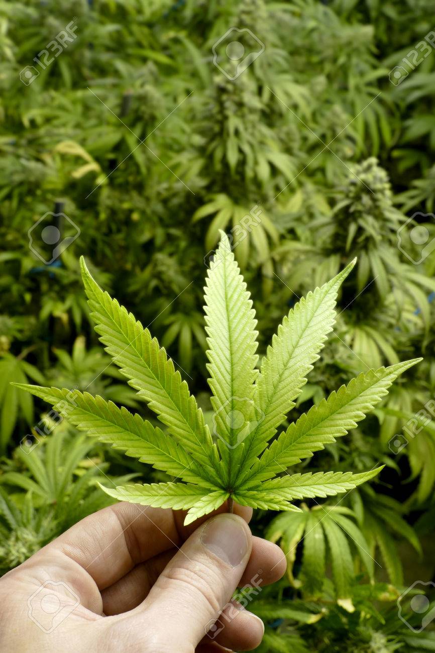 Main, Tenue, Marijuana Feuille Avec Fond Texture Des Plantes De ... Main, Tenue, Marijuana Feuille Avec Fond Texture Des Plantes De ...