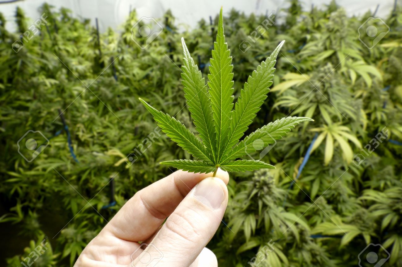 Main Tenant Petit Marijuana Feuille Avec Des Plantes De Cannabis D ... Main Tenant Petit Marijuana Feuille Avec Des Plantes De Cannabis D ...