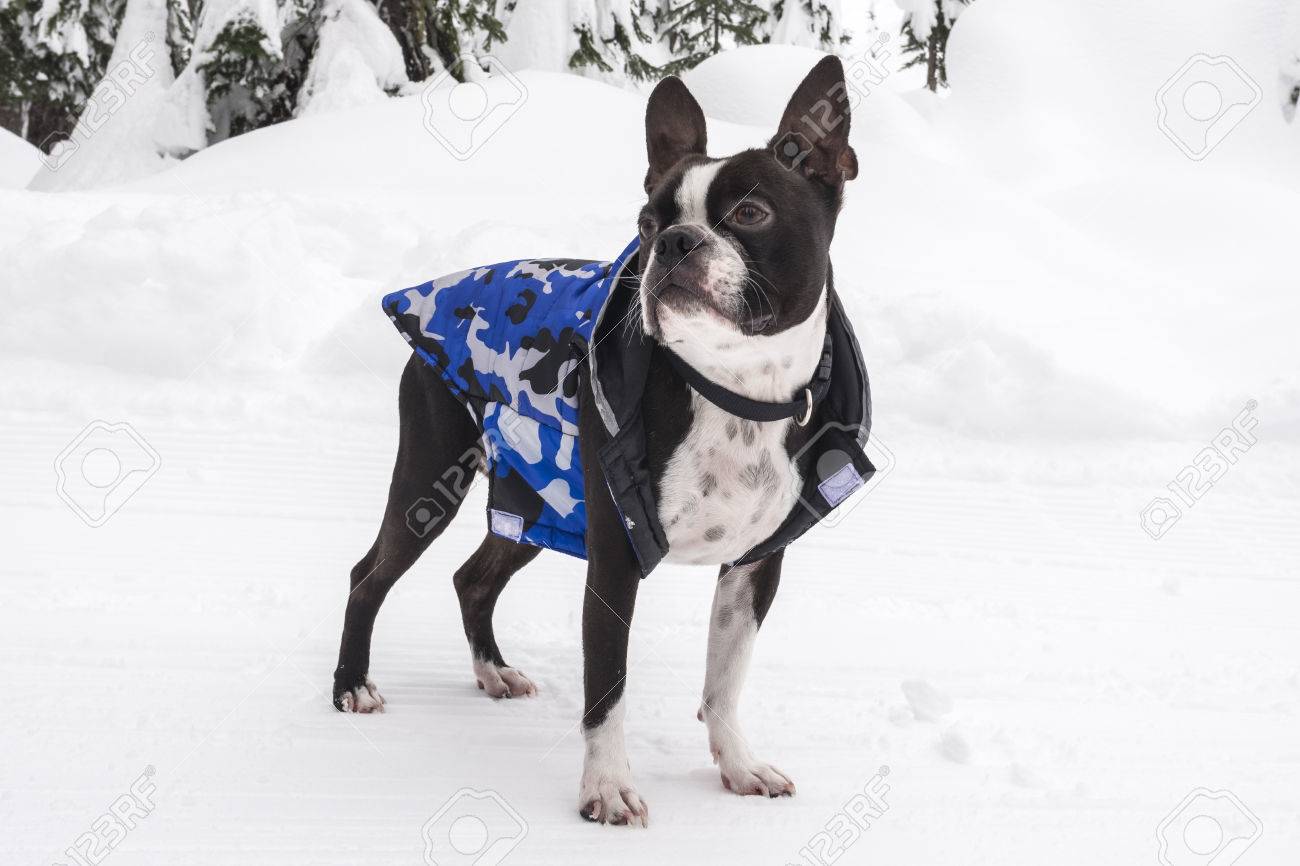 boston terrier jackets