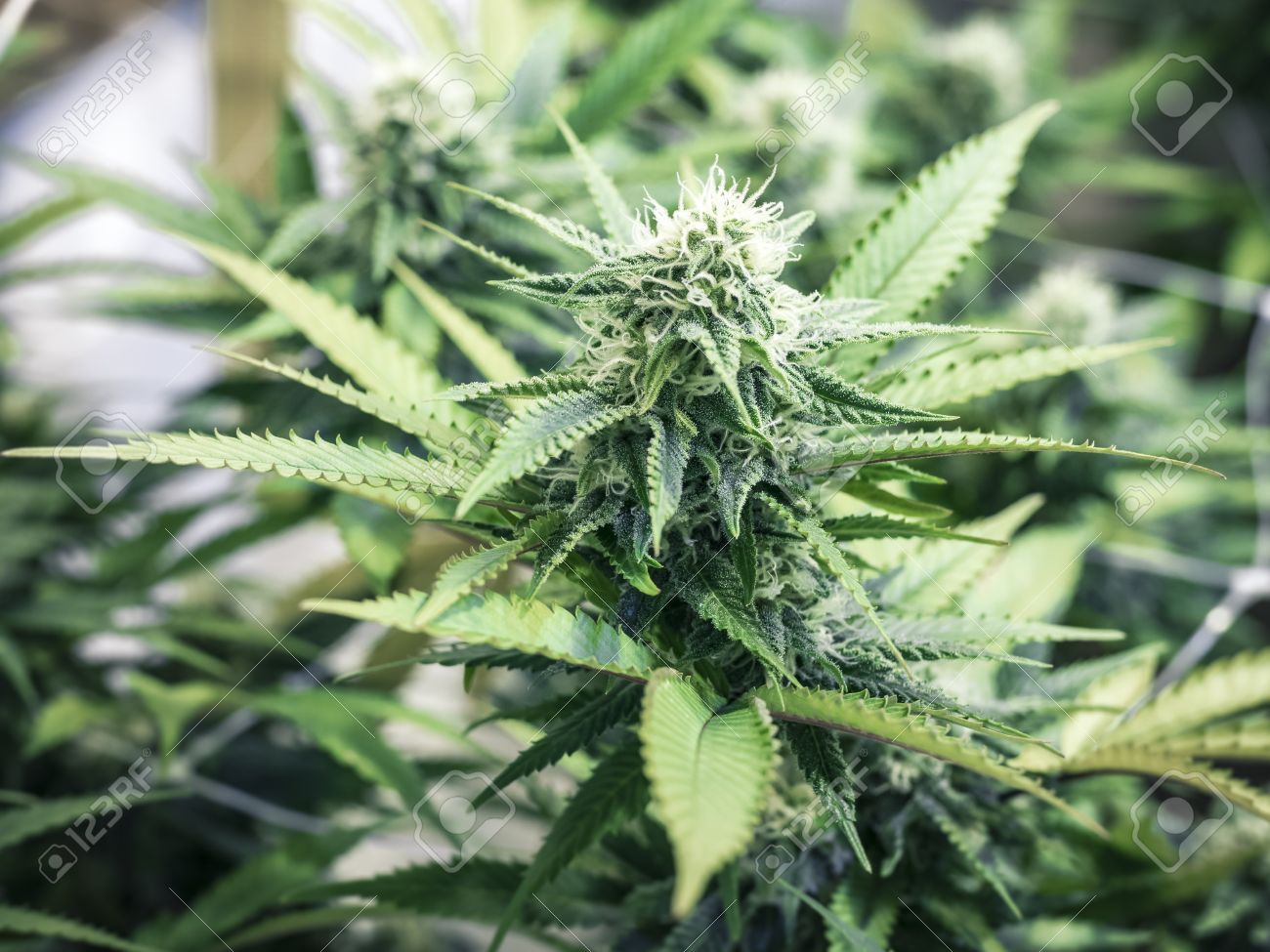 Bourgeon De Marijuana Vert Clair Poussant à L\'intérieur De La Plante ... Bourgeon De Marijuana Vert Clair Poussant à L\'intérieur De La Plante ...