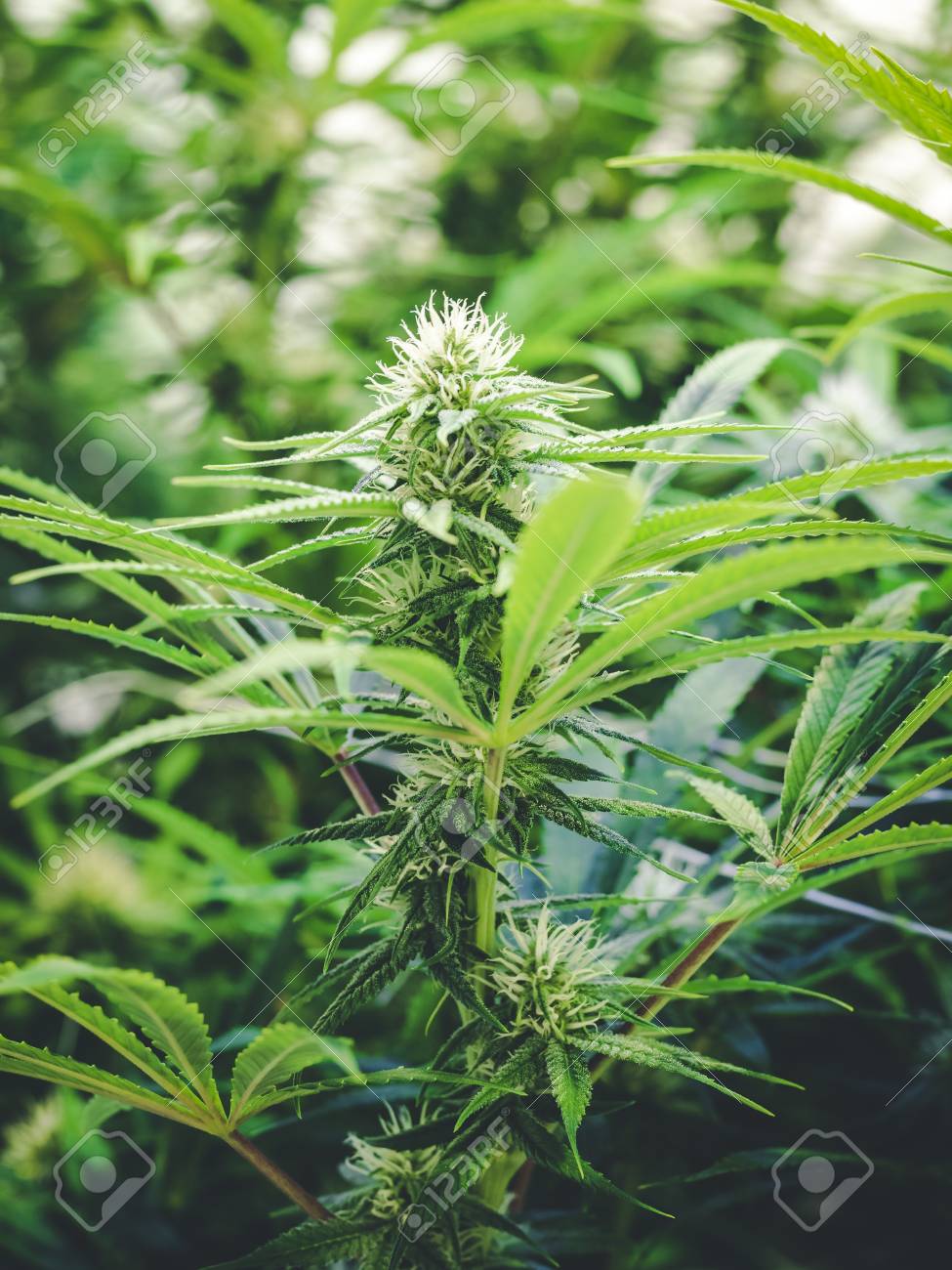 Le Long Bourgeon De Marijauan En Phase De Croissance Précoce Sur Les ... Le Long Bourgeon De Marijauan En Phase De Croissance Précoce Sur Les ...