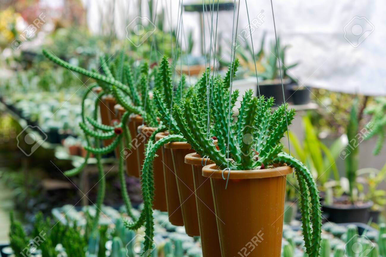 Cactus Plants In Beautifully Arranged Hanging Pots In The Garden Stock Photo Picture And Royalty Free Image Image 135254436