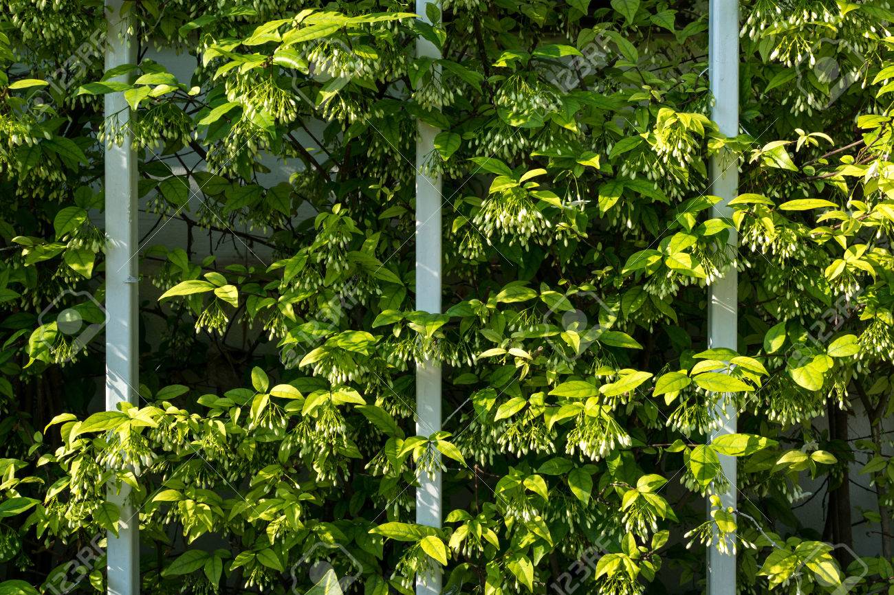 植物およびツルの葉と灰色の鉄のフェンスの曲線ライン の写真素材 画像素材 Image 3860