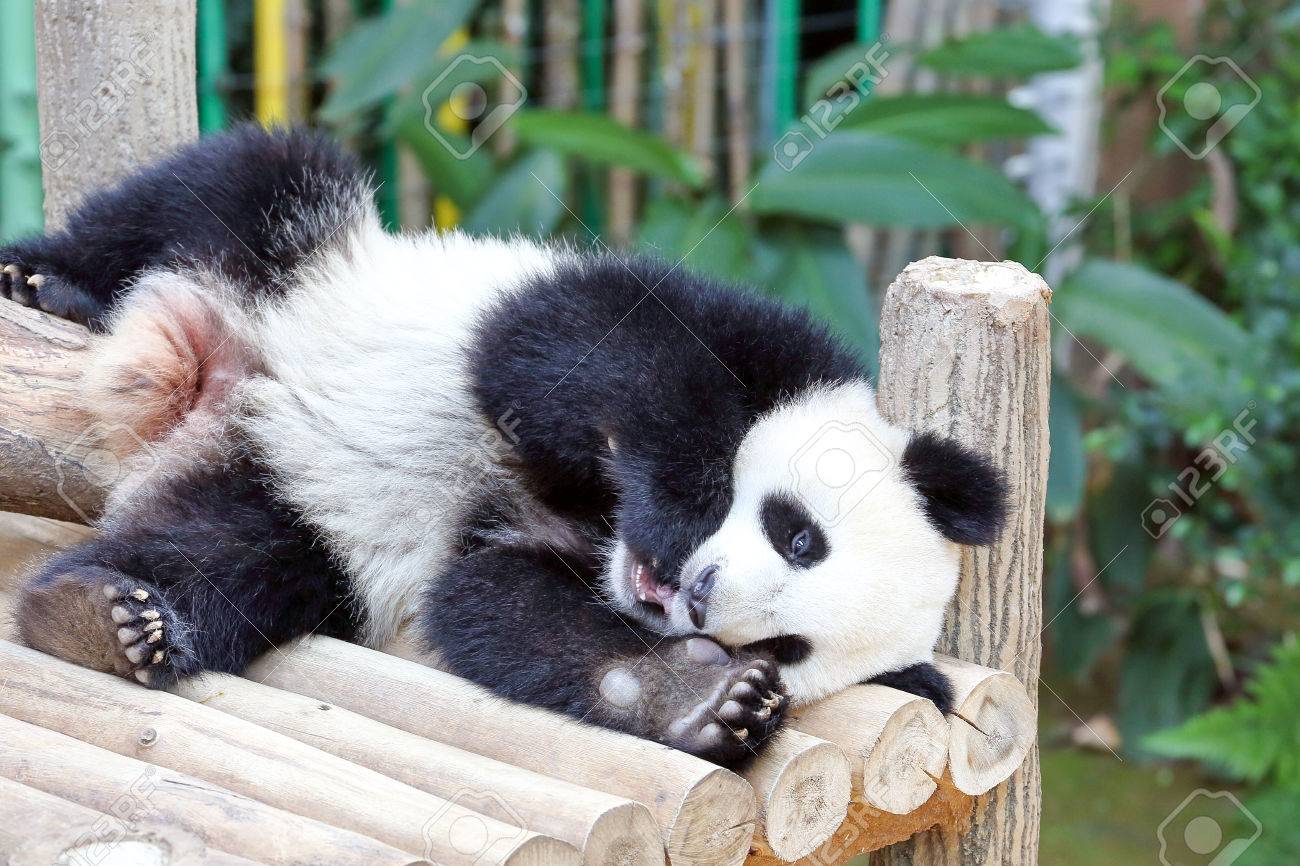 Bebe Ours Panda Geant Playful Lumiere Exterieure Adorable Mignon Banque D Images Et Photos Libres De Droits Image