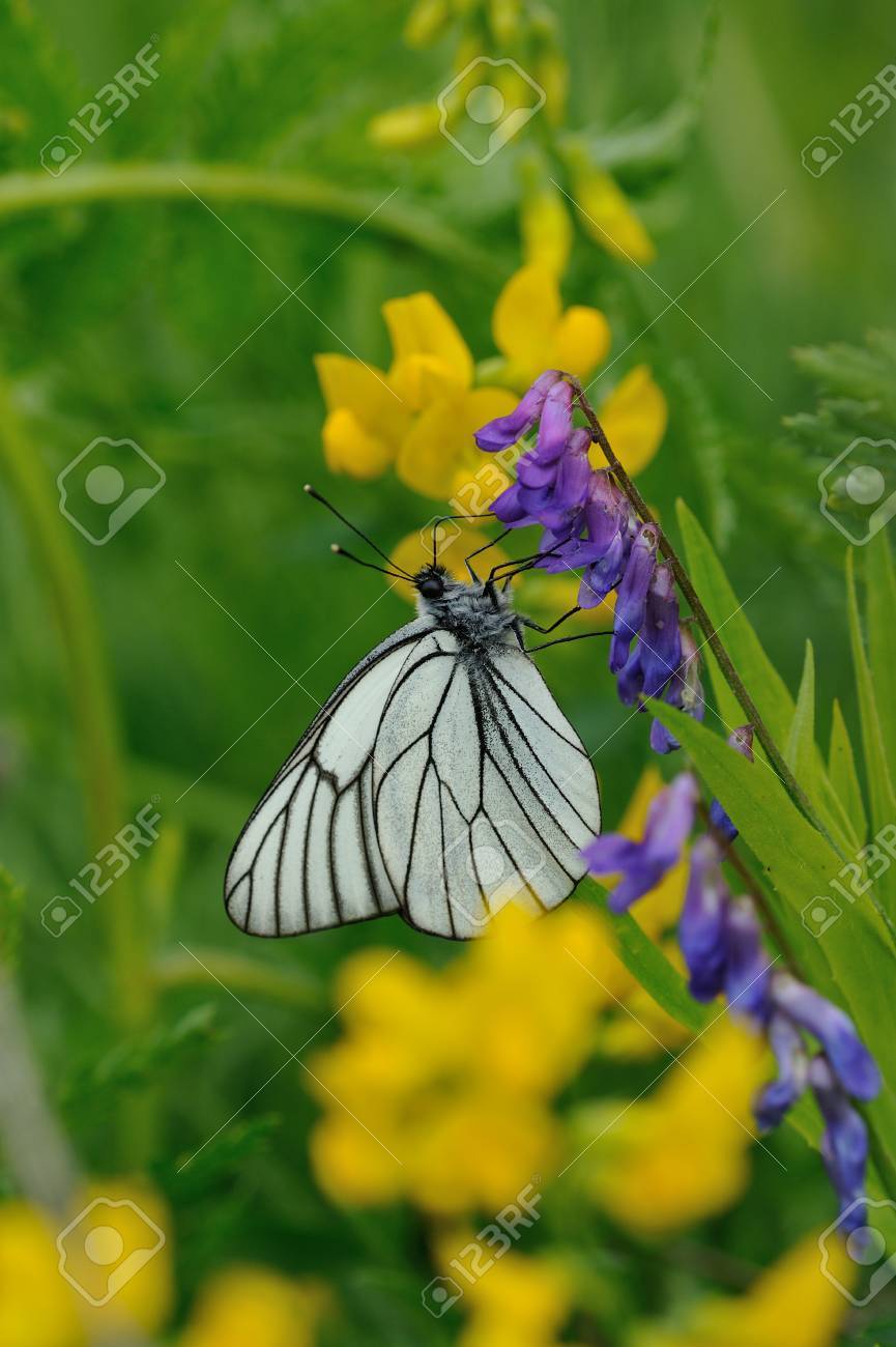 花のフィールドの背景に黒い縞模様のある白い蝶のクローズ アップ の写真素材 画像素材 Image