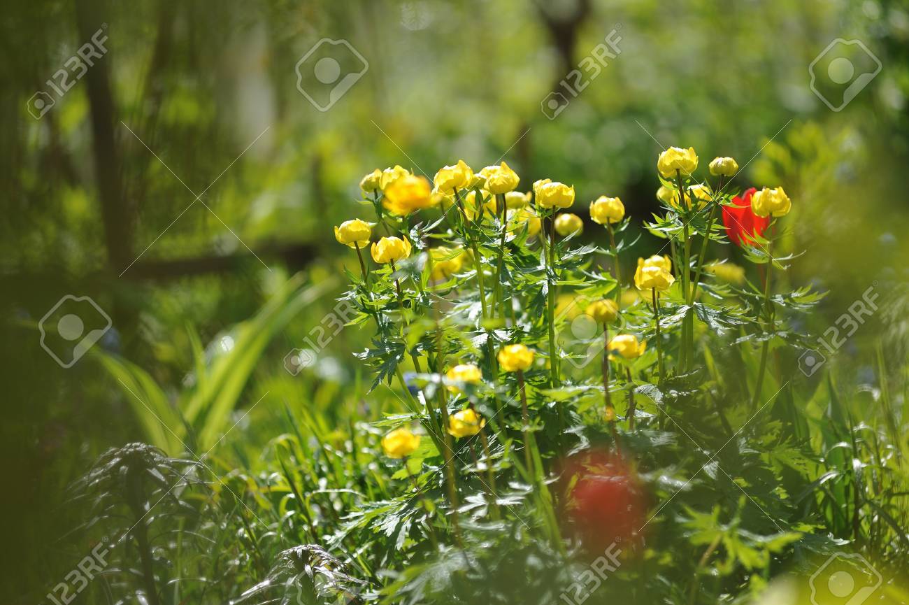 etiam-dictum-ipsum-a-felis