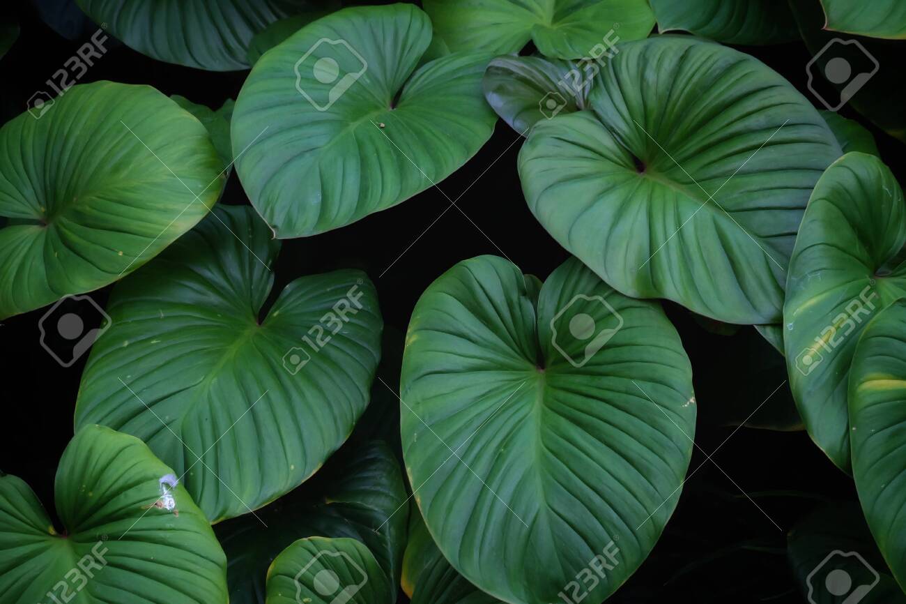 Tropical fern leaves growing in botanical garden with green color pattern and dark light background - 148705535 Tropical fern leaves growing in botanical garden with green color pattern and dark light background - 148705535
