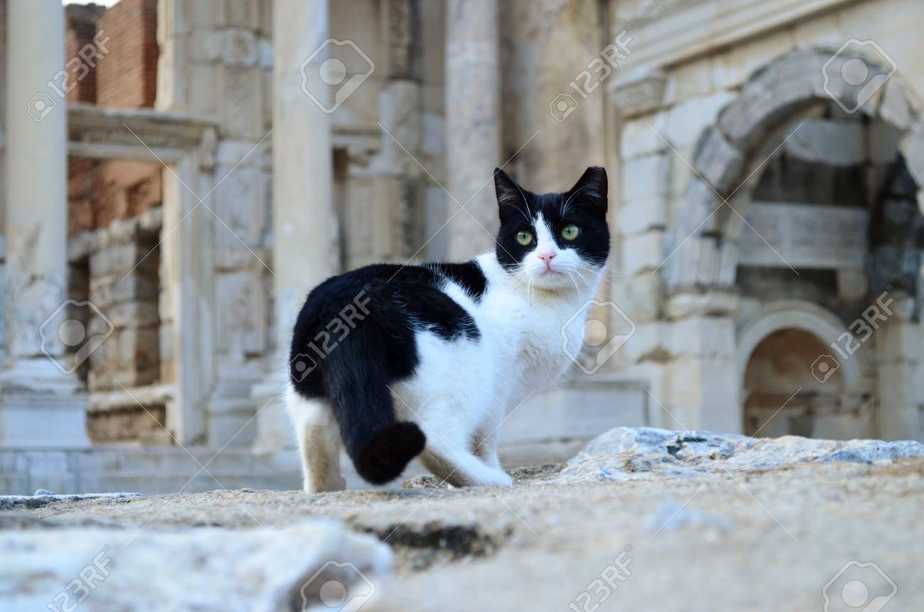 etiam-dictum-ipsum-a-felis