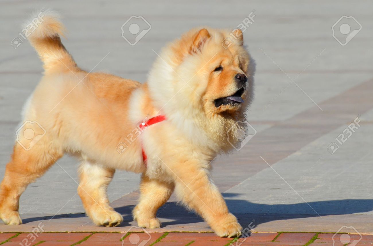chinese chow chow
