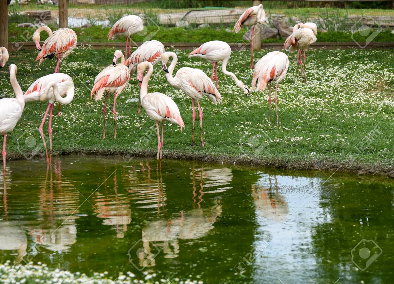 Flamenco Rosado De Pie Cerca De Un Estanque Con La Reflexión. El ...