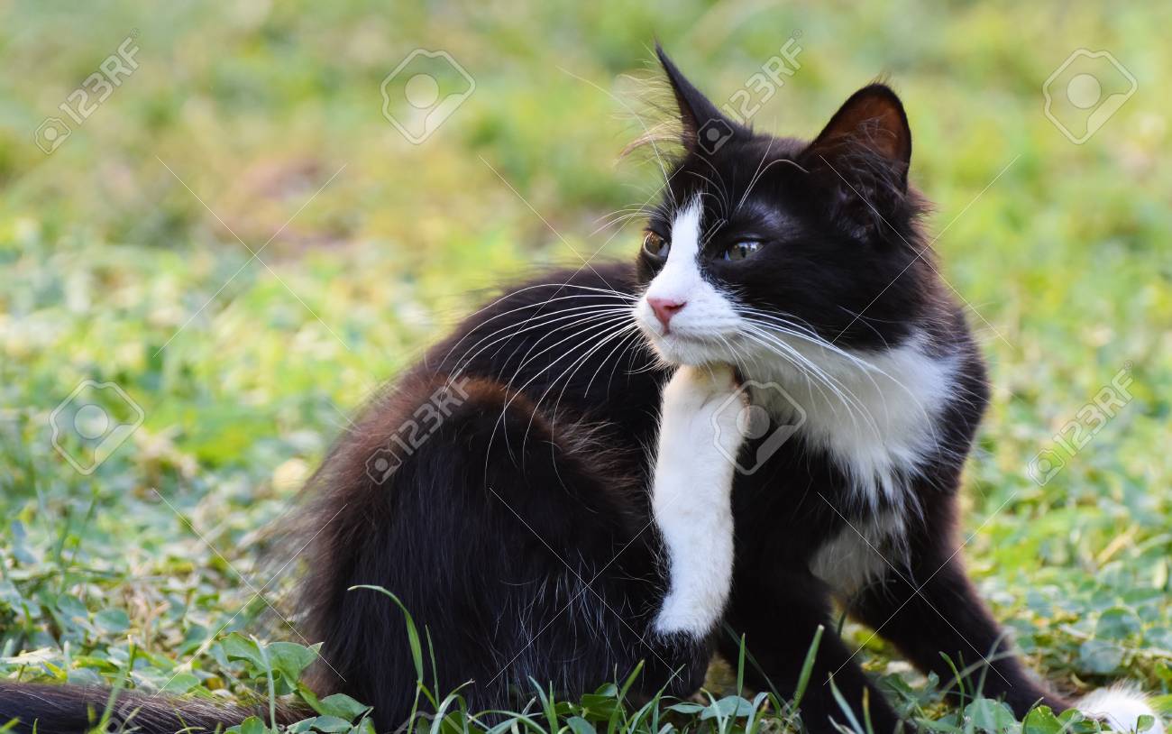 Chat De Bebe Noir Et Blanc Assis Sur L Herbe Verte Isolee Banque D Images Et Photos Libres De Droits Image