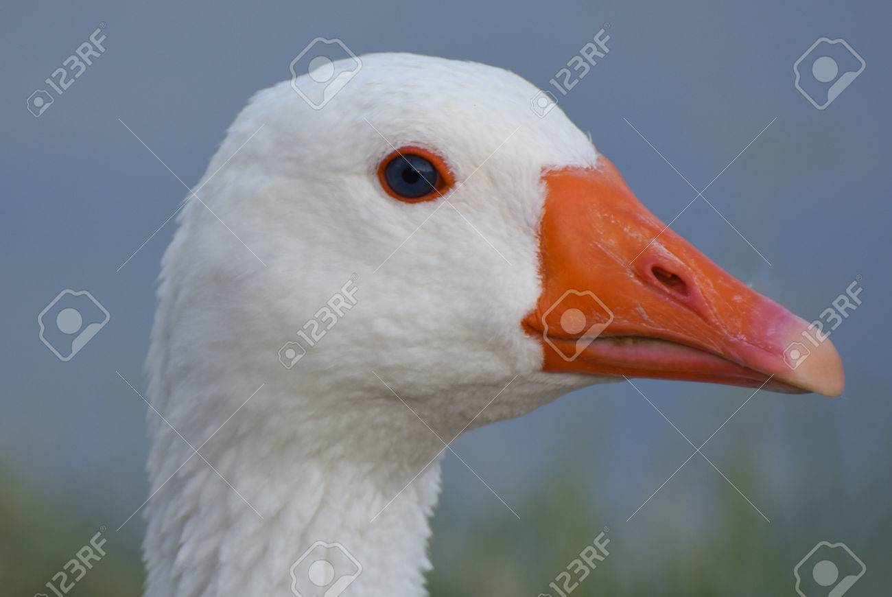 オレンジ色のくちばしと青い目を持つ白いガチョウの頭 の写真素材 画像素材 Image オレンジ色のくちばしと青い目を持つ白いガチョウの頭 の写真素材 画像素材 Image