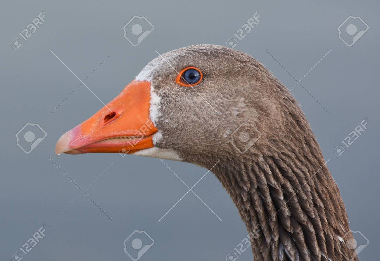 ガチョウのオレンジ色のくちばしと青い目を持つ頭 の写真素材 画像素材 Image ガチョウのオレンジ色のくちばしと青い目を持つ頭 の写真素材 画像素材 Image