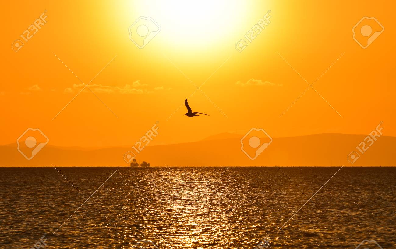 シルエットの夕日海に飛ぶカモメ の写真素材 画像素材 Image