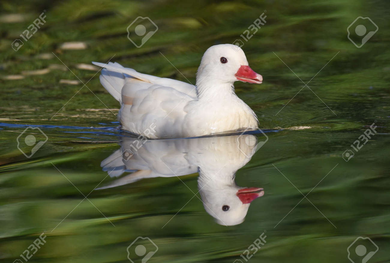 White caroline duck with reflection swimming on a green pond - 165520088 White caroline duck with reflection swimming on a green pond - 165520088