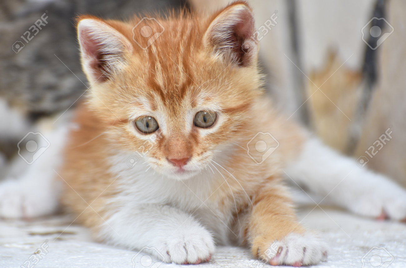 etiam-dictum-ipsum-a-felis