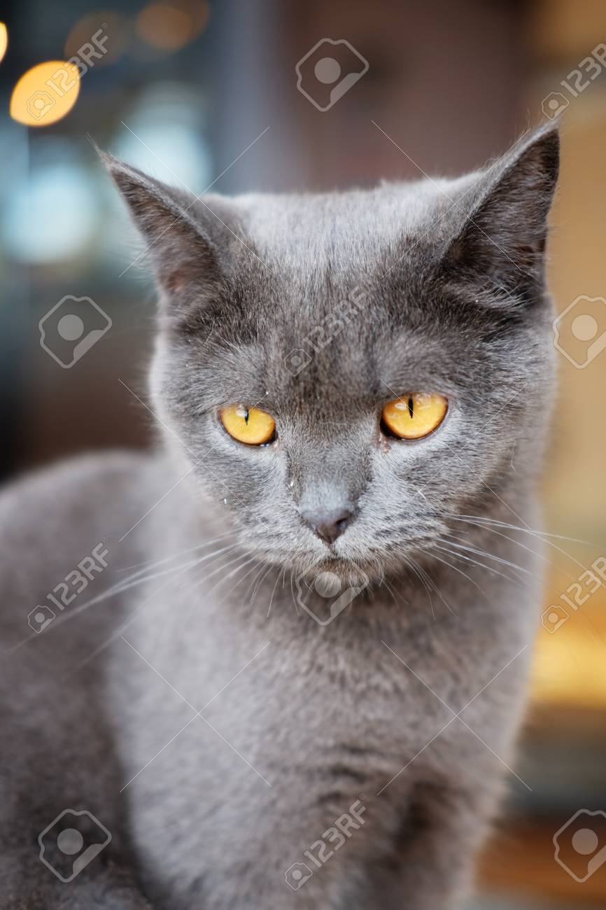 Gros Chat Gris Regardant Par La Fenetre Et Les Yeux Marron Mise Au Point Selective Banque D Images Et Photos Libres De Droits Image Gros Chat Gris Regardant Par La Fenetre Et Les Yeux Marron Mise Au Point Selective Banque D Images Et Photos Libres De Droits Image