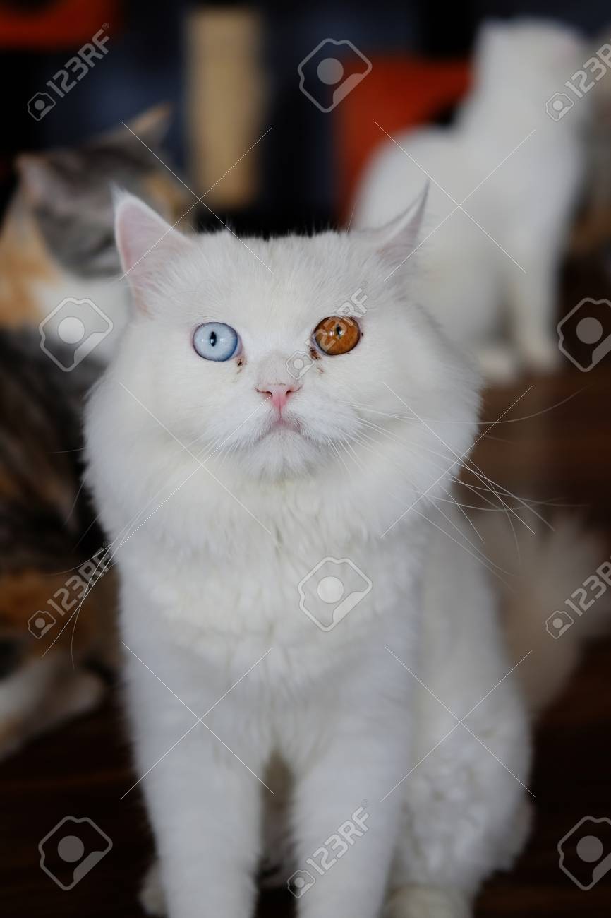 Gros Plan D Un Beau Chat Blanc Regardant Avec Emerveillement A La Maison Deux Yeux De Couleur Ton Banque D Images Et Photos Libres De Droits Image