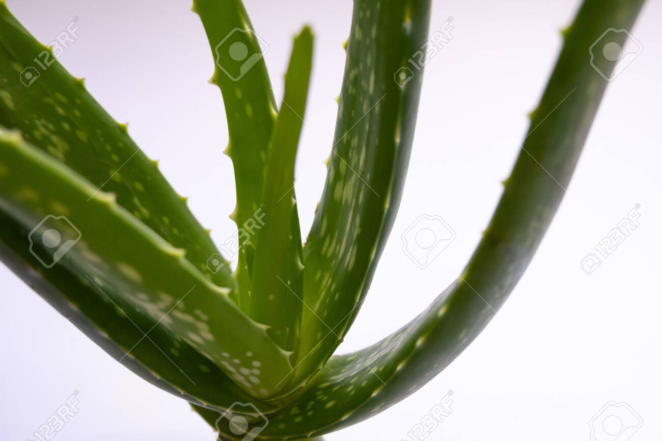 aloe vera good for scars