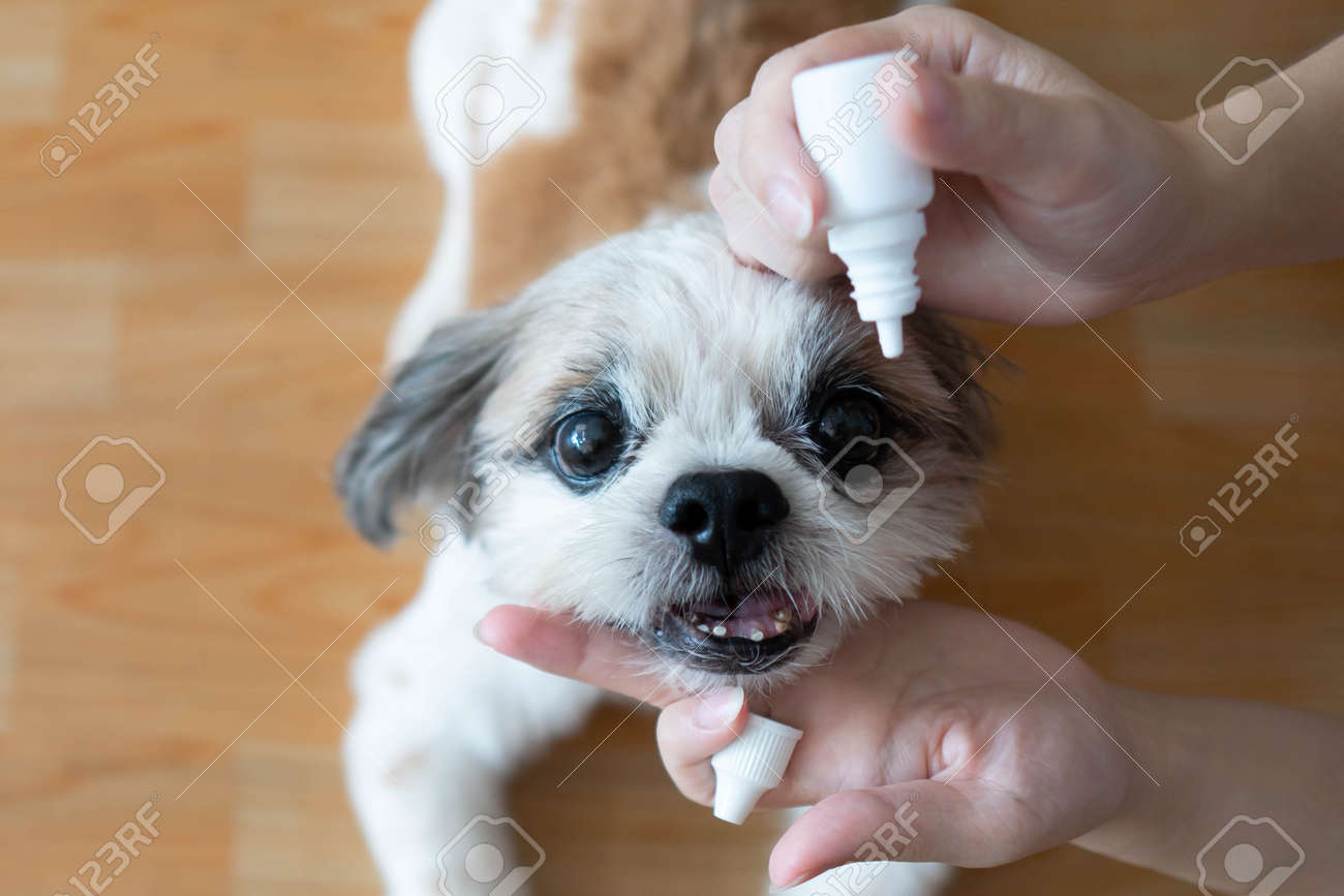 Women Hand Vet Applying Medical Eye Drops To Shih Tzu Dog S Eyes For Treatment And Prevention Eyes Disease Medical And Health Care Of Pet Concept Stock Photo Picture And Royalty Free Image