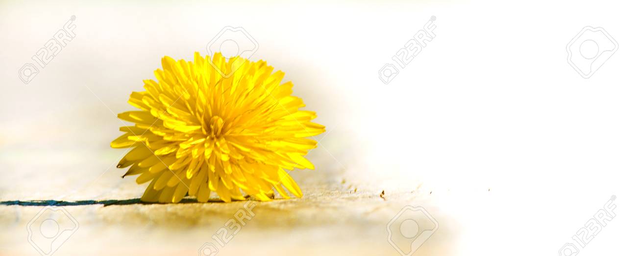flower of dandelion template stock photo picture and royalty free